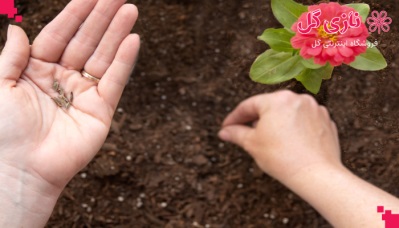 آموزش کاشت بذر گل | فروشگاه اینترنتی نازی گل